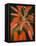 Flaming Flower Buds II-Nicole Katano-Framed Stretched Canvas