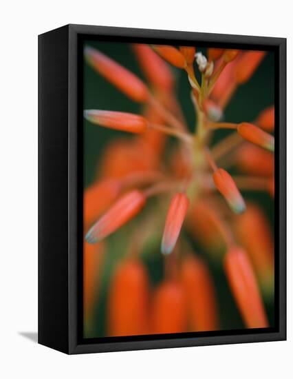 Flaming Flower Buds II-Nicole Katano-Framed Stretched Canvas