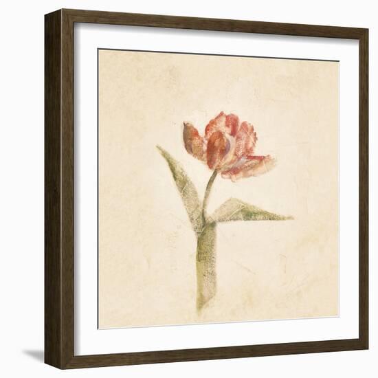 Flaming Parrot Tulip on White Crop-Cheri Blum-Framed Art Print