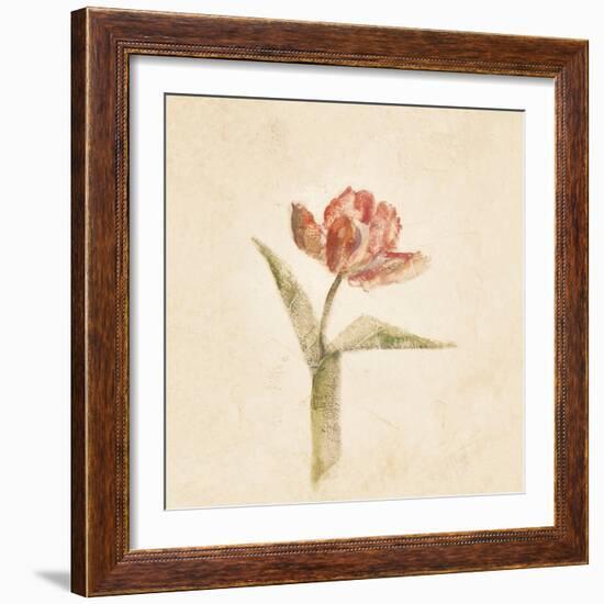 Flaming Parrot Tulip on White Crop-Cheri Blum-Framed Art Print