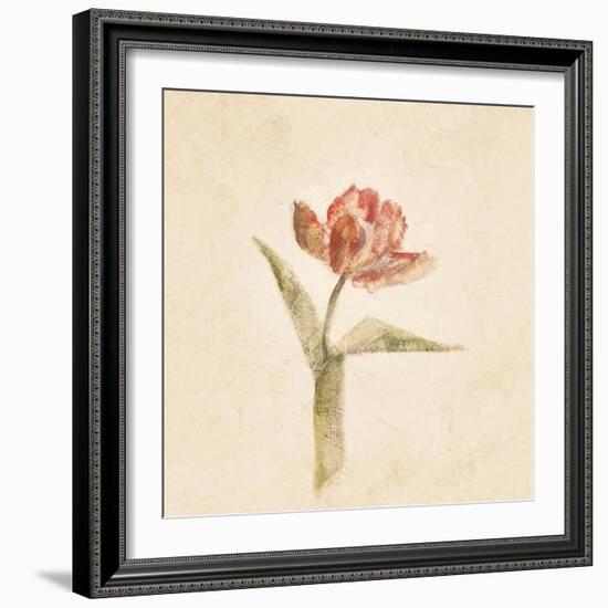 Flaming Parrot Tulip on White Crop-Cheri Blum-Framed Art Print