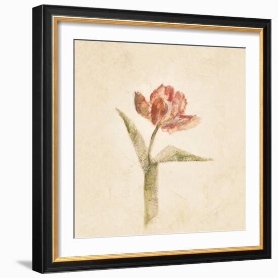 Flaming Parrot Tulip on White Crop-Cheri Blum-Framed Art Print