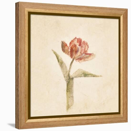 Flaming Parrot Tulip on White Crop-Cheri Blum-Framed Stretched Canvas