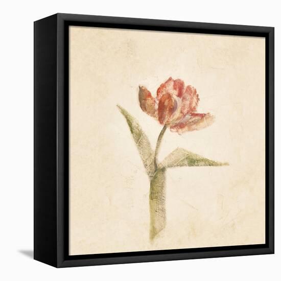 Flaming Parrot Tulip on White Crop-Cheri Blum-Framed Stretched Canvas