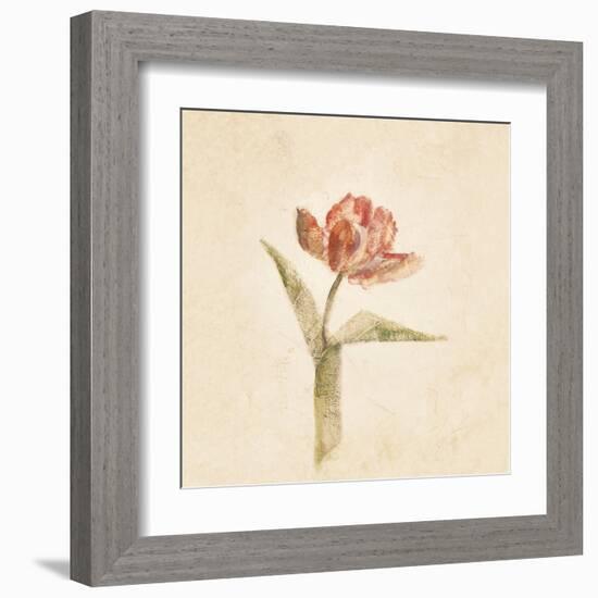 Flaming Parrot Tulip on White Crop-Cheri Blum-Framed Art Print