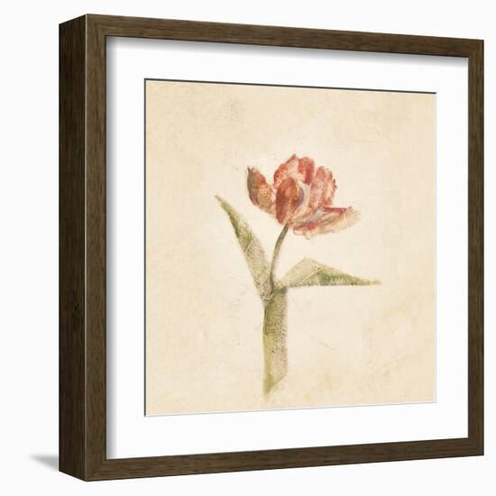 Flaming Parrot Tulip on White Crop-Cheri Blum-Framed Art Print