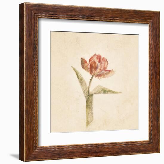 Flaming Parrot Tulip on White Crop-Cheri Blum-Framed Art Print