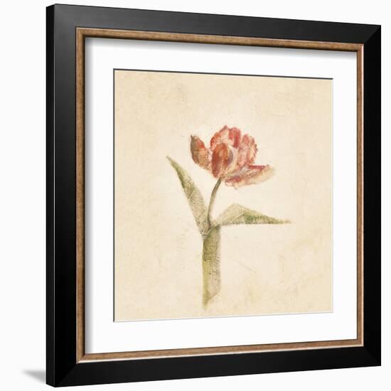 Flaming Parrot Tulip on White Crop-Cheri Blum-Framed Art Print