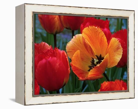 Flaming Parrot Tulips in Bloom-Charles Benes-Framed Premier Image Canvas