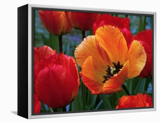 Flaming Parrot Tulips in Bloom-Charles Benes-Framed Premier Image Canvas