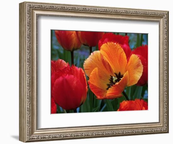 Flaming Parrot Tulips in Bloom-Charles Benes-Framed Photographic Print