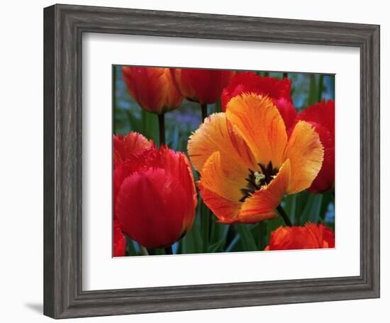 Flaming Parrot Tulips in Bloom-Charles Benes-Framed Photographic Print