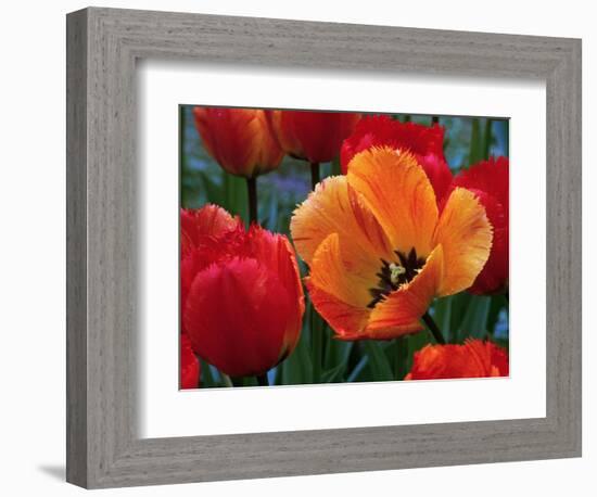 Flaming Parrot Tulips in Bloom-Charles Benes-Framed Photographic Print