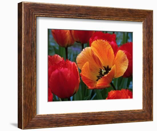 Flaming Parrot Tulips in Bloom-Charles Benes-Framed Photographic Print