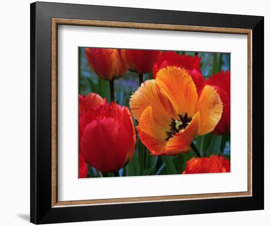 Flaming Parrot Tulips in Bloom-Charles Benes-Framed Photographic Print