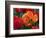 Flaming Parrot Tulips in Bloom-Charles Benes-Framed Photographic Print