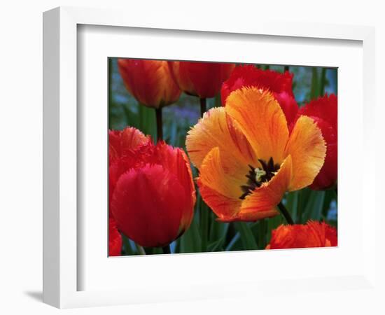 Flaming Parrot Tulips in Bloom-Charles Benes-Framed Photographic Print