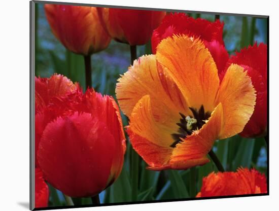 Flaming Parrot Tulips in Bloom-Charles Benes-Mounted Photographic Print