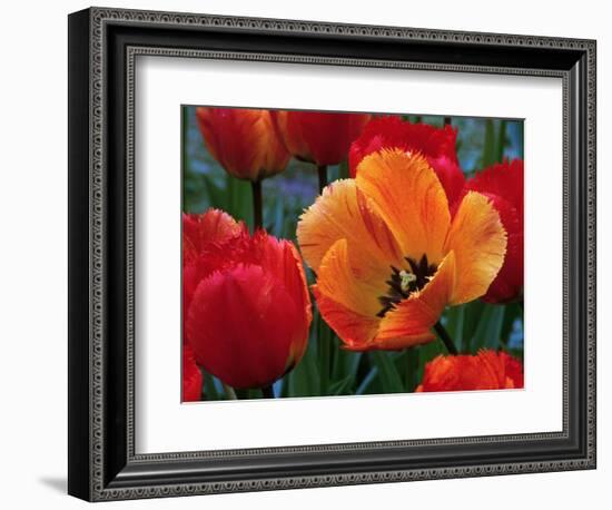 Flaming Parrot Tulips in Bloom-Charles Benes-Framed Photographic Print