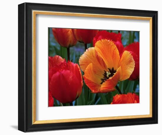 Flaming Parrot Tulips in Bloom-Charles Benes-Framed Photographic Print