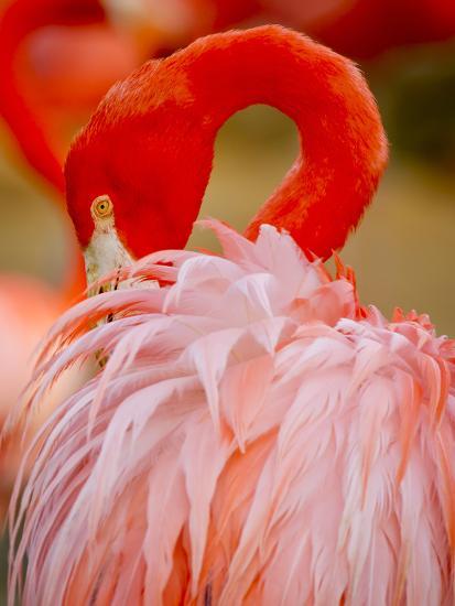 Flamingo 2 Photographic Print Dennis Goodman Art Com