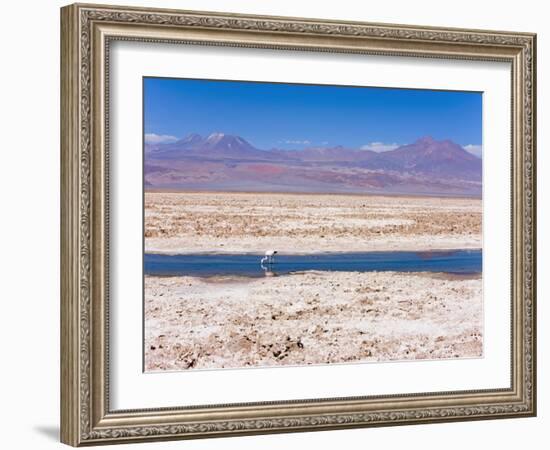 Flamingo Breeding Site, Laguna Chaxa, Salar De Atacama, Atacama Desert, Norte Grande, Chile-Gavin Hellier-Framed Photographic Print