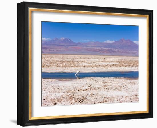 Flamingo Breeding Site, Laguna Chaxa, Salar De Atacama, Atacama Desert, Norte Grande, Chile-Gavin Hellier-Framed Photographic Print