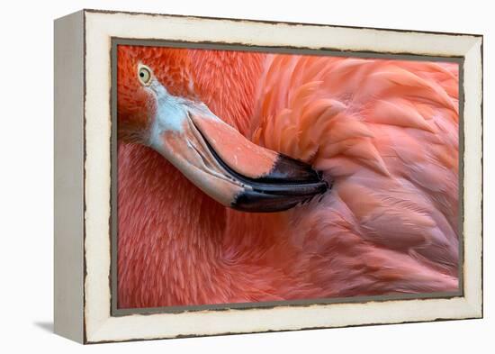 Flamingo Close Up-Xavier Ortega-Framed Premier Image Canvas