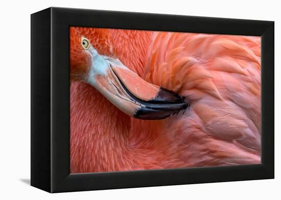 Flamingo Close Up-Xavier Ortega-Framed Premier Image Canvas