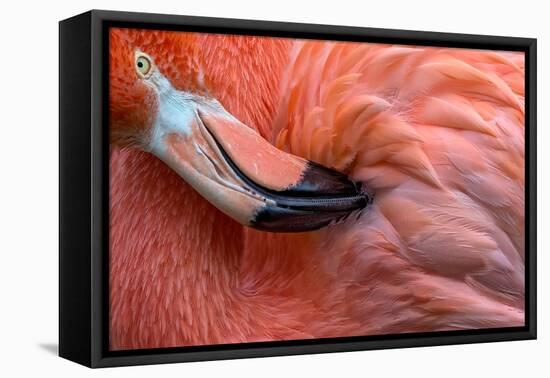 Flamingo Close Up-Xavier Ortega-Framed Premier Image Canvas