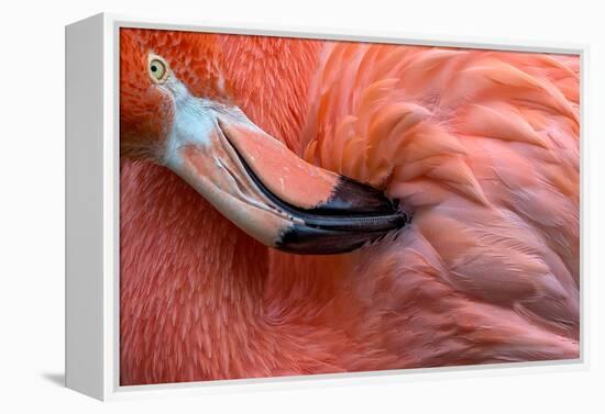 Flamingo Close Up-Xavier Ortega-Framed Premier Image Canvas