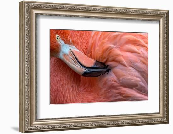 Flamingo Close Up-Xavier Ortega-Framed Photographic Print