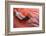 Flamingo Close Up-Xavier Ortega-Framed Photographic Print