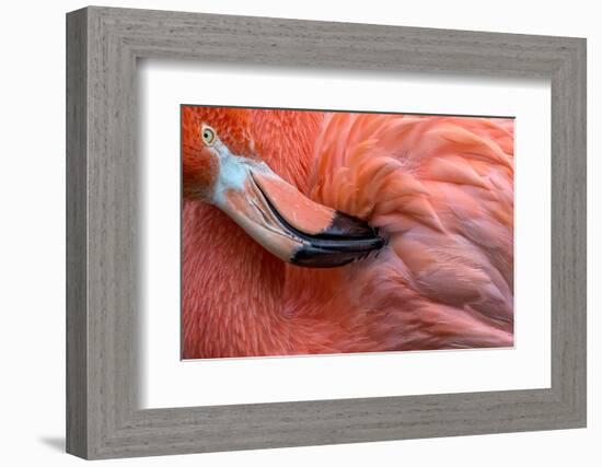 Flamingo Close Up-Xavier Ortega-Framed Photographic Print