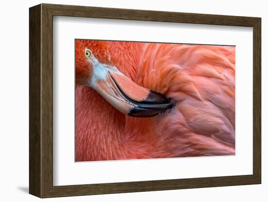 Flamingo Close Up-Xavier Ortega-Framed Photographic Print