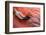 Flamingo Close Up-Xavier Ortega-Framed Photographic Print