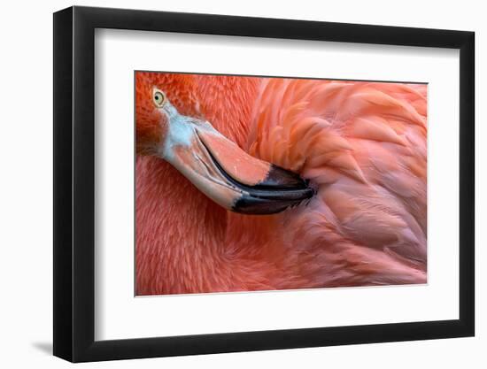 Flamingo Close Up-Xavier Ortega-Framed Photographic Print
