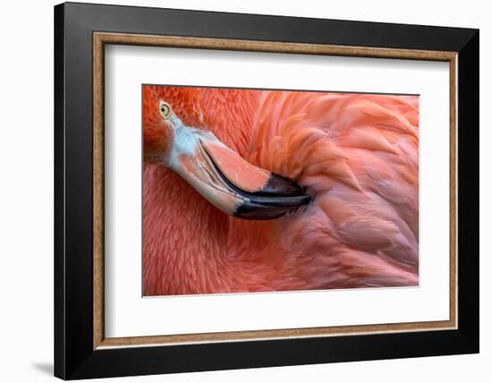 Flamingo Close Up-Xavier Ortega-Framed Photographic Print