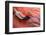 Flamingo Close Up-Xavier Ortega-Framed Photographic Print