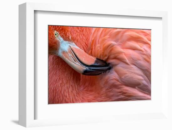 Flamingo Close Up-Xavier Ortega-Framed Photographic Print