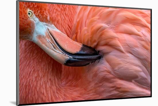 Flamingo Close Up-Xavier Ortega-Mounted Photographic Print