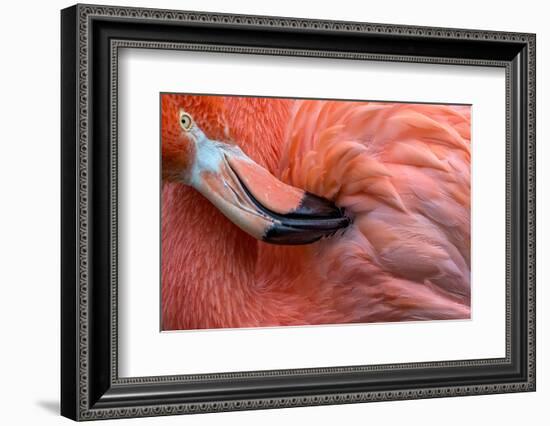 Flamingo Close Up-Xavier Ortega-Framed Photographic Print