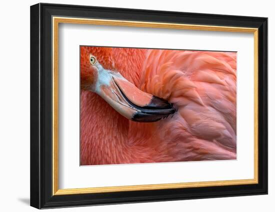 Flamingo Close Up-Xavier Ortega-Framed Photographic Print