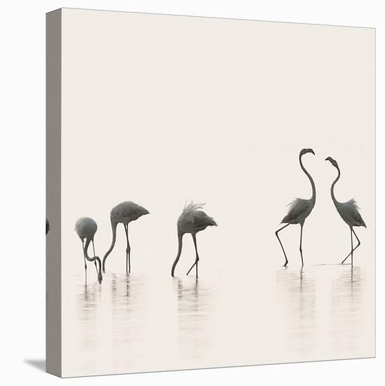 Flamingo Community II-Staffan Widstrand-Framed Stretched Canvas