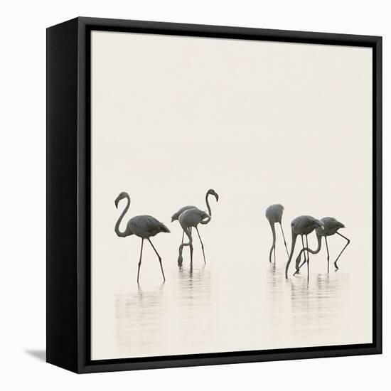 Flamingo Community III-Staffan Widstrand-Framed Stretched Canvas