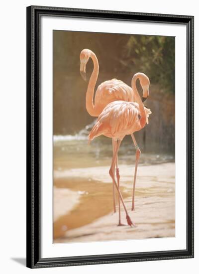 Flamingo Daydreams-Carina Okula-Framed Giclee Print