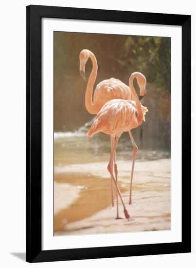 Flamingo Daydreams-Carina Okula-Framed Giclee Print