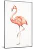 Flamingo Duo II-Tiffany Hakimipour-Mounted Art Print