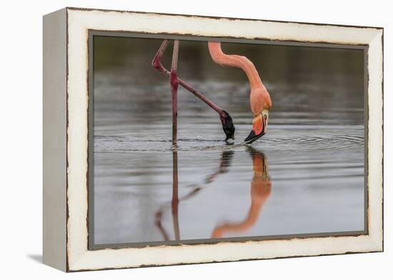 Flamingo Eating in the Galapagos Islands, Ecuador-Karine Aigner-Framed Premier Image Canvas