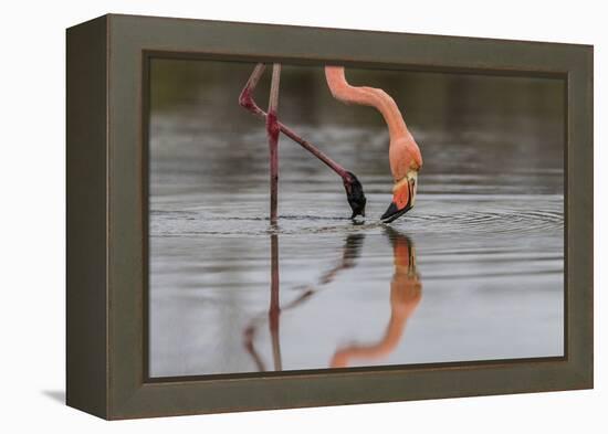 Flamingo Eating in the Galapagos Islands, Ecuador-Karine Aigner-Framed Premier Image Canvas